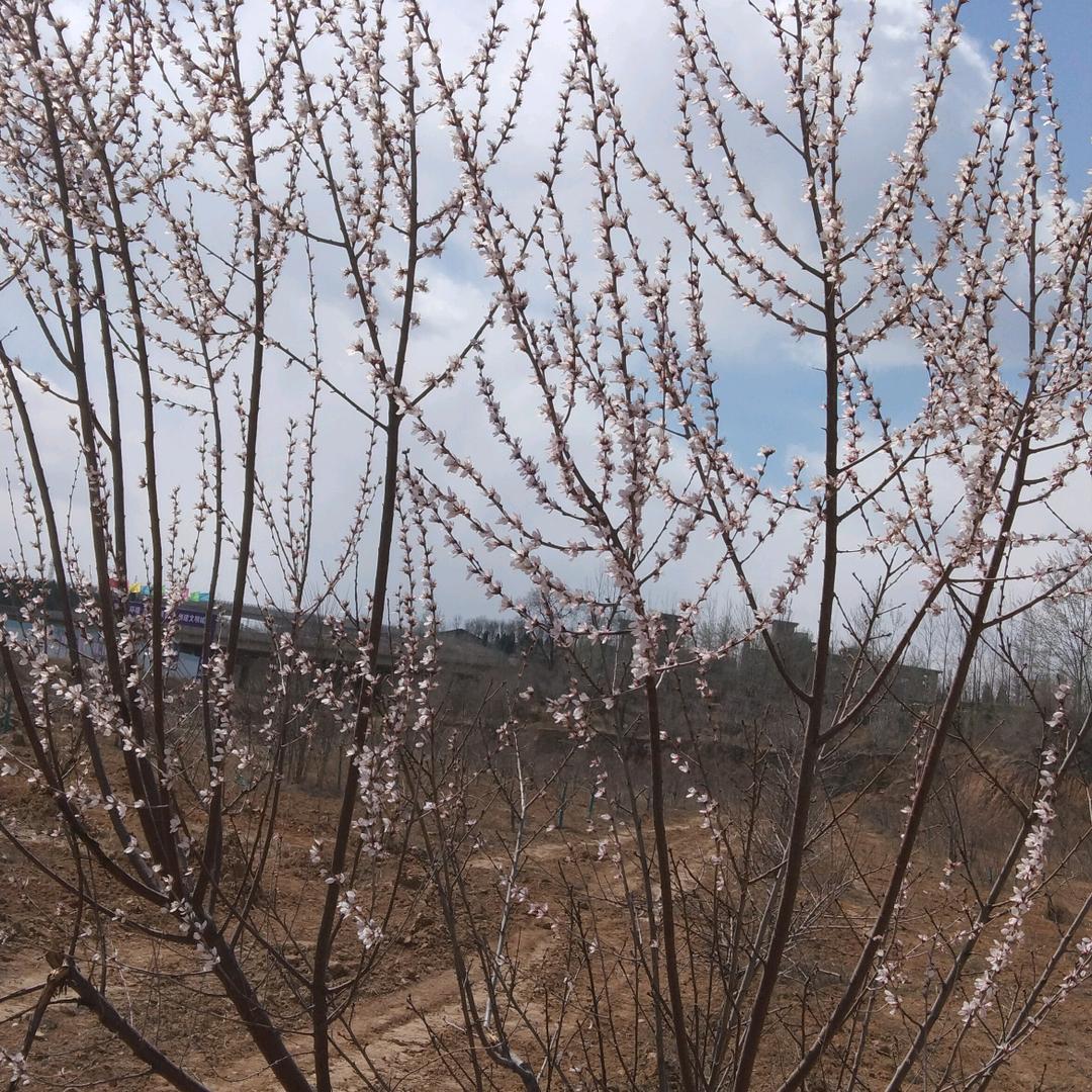 青龙河