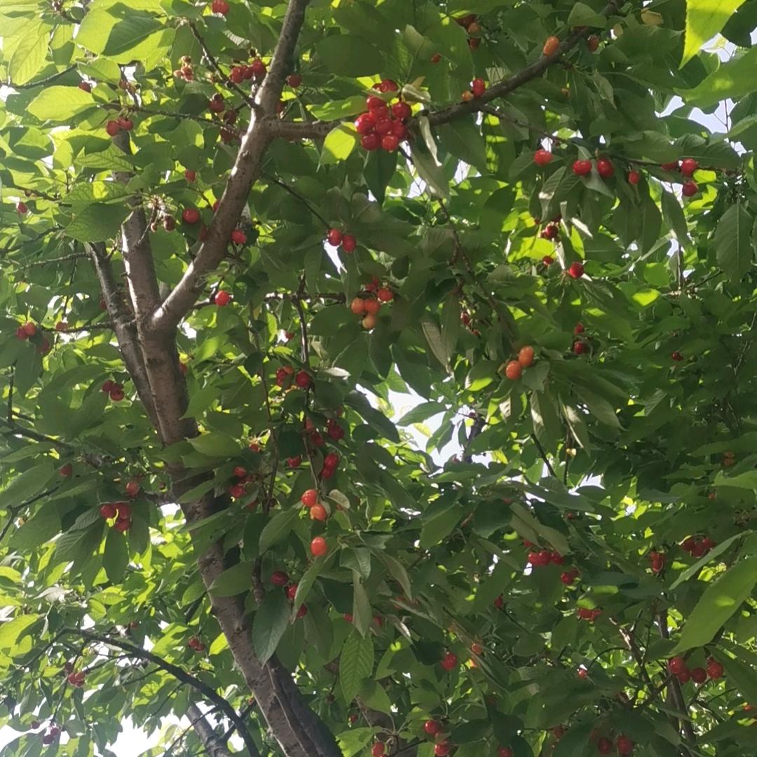 一帆风顺