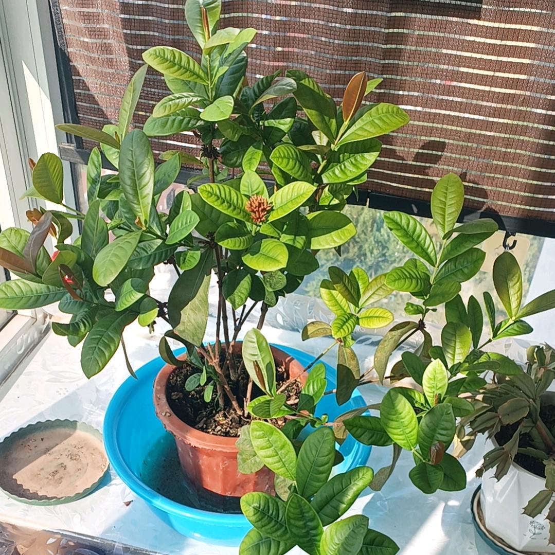 康王小斌仔