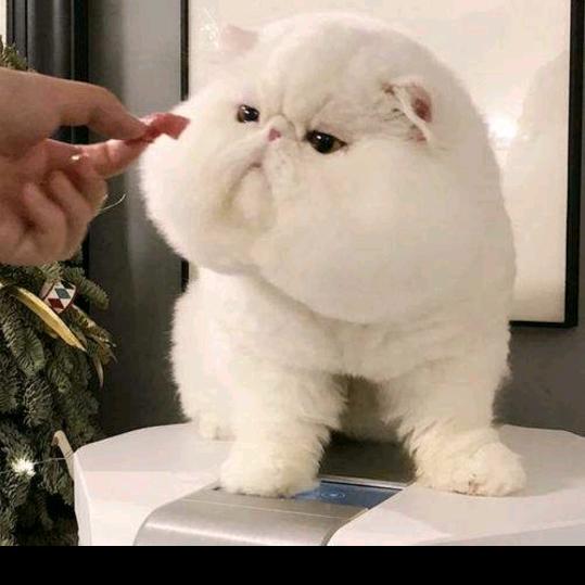 🐻大