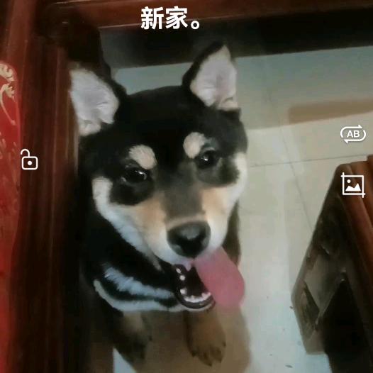 名宠，招财