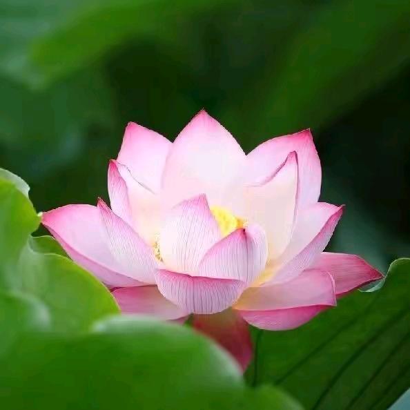 美好生活（名字被占用版）