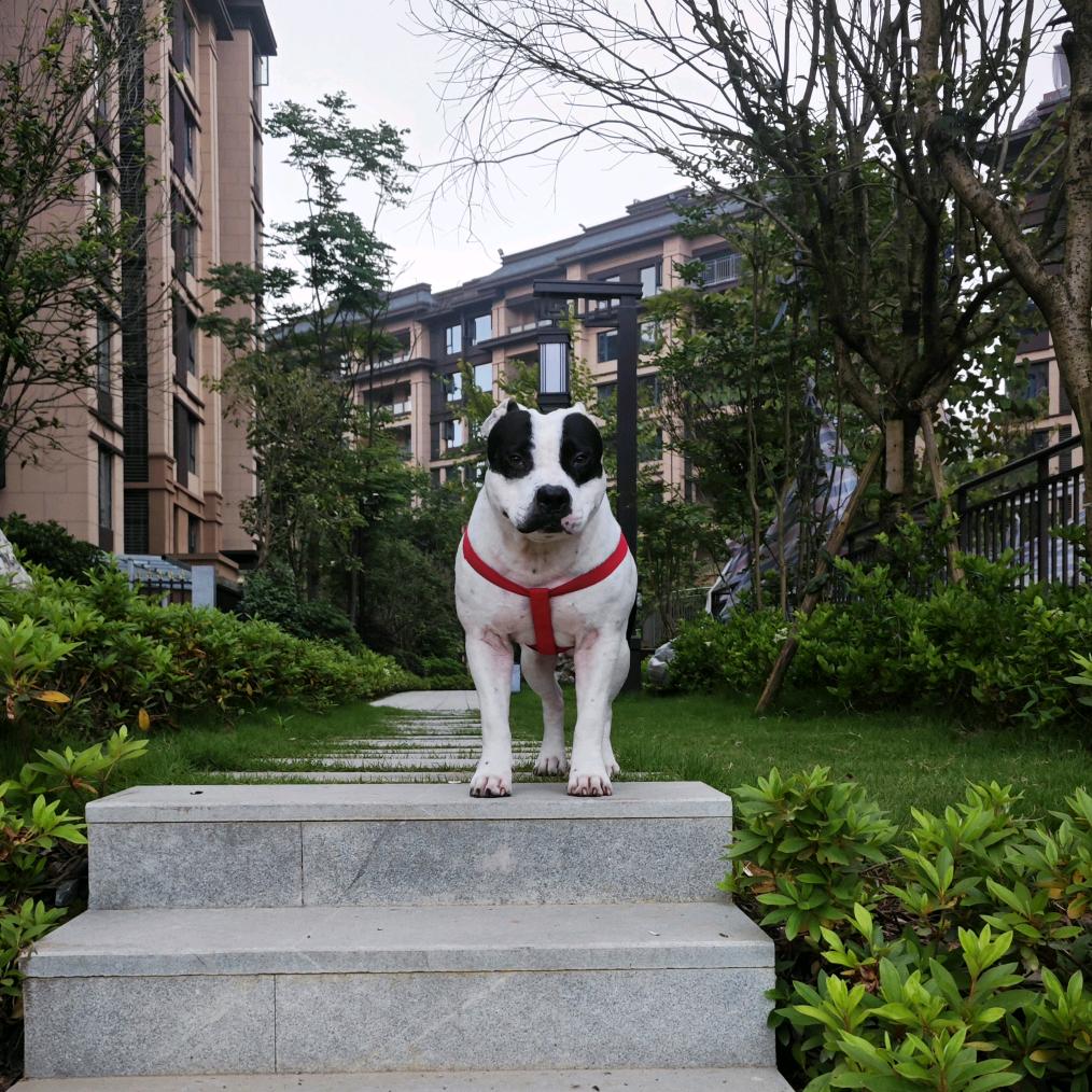 花豹是只狗🐶