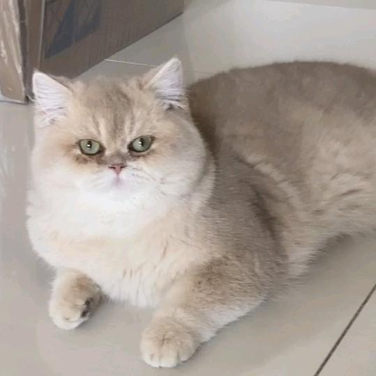 1玖8柒~Cattery
