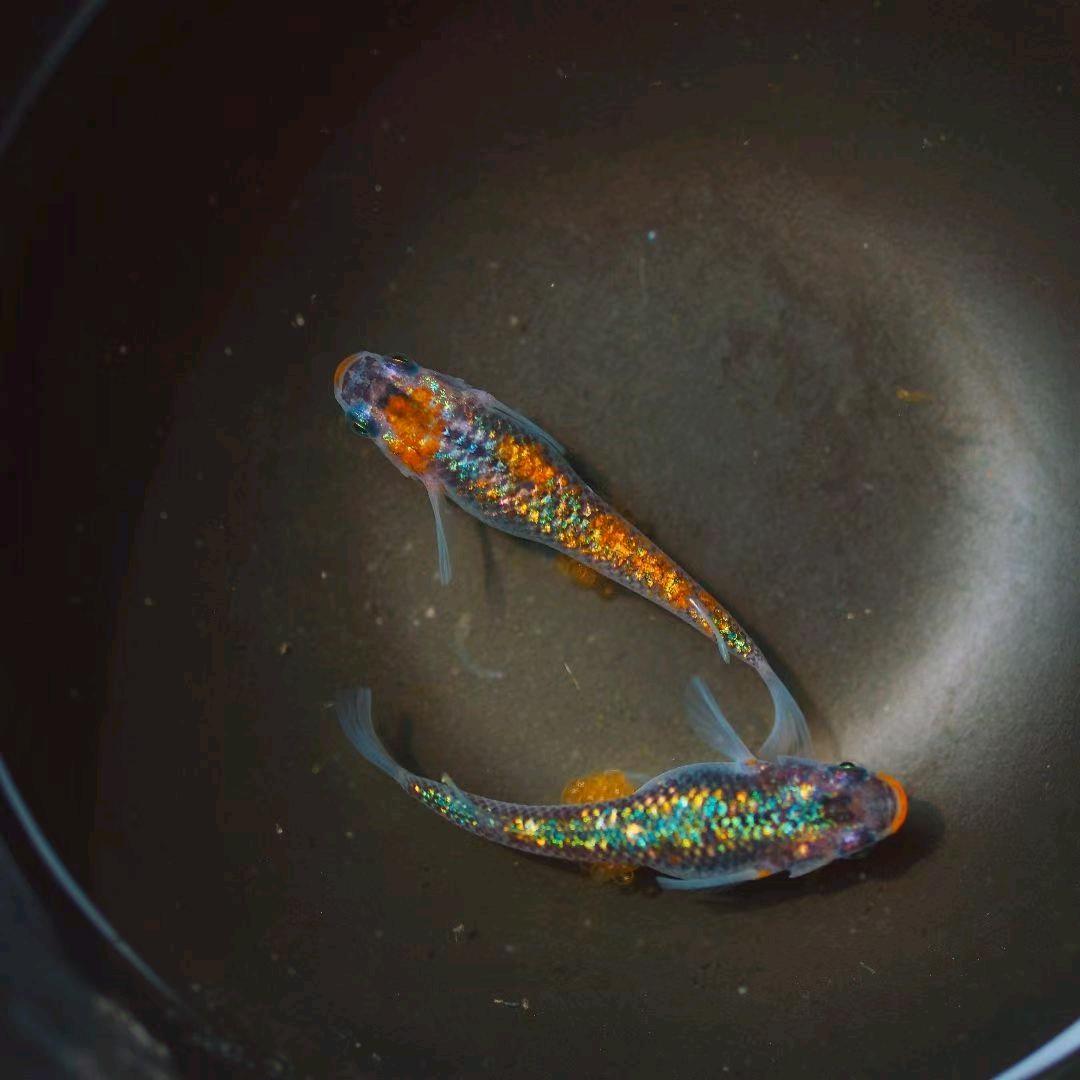 青鳉小筑