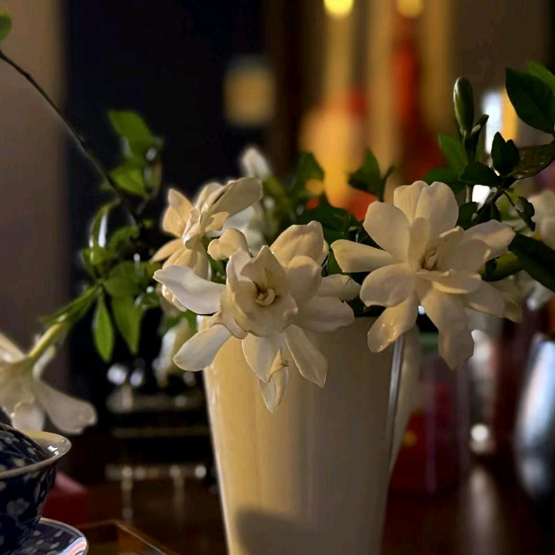 栀子花开