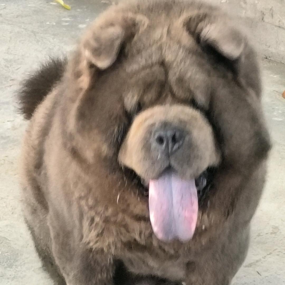 元霸犬舍