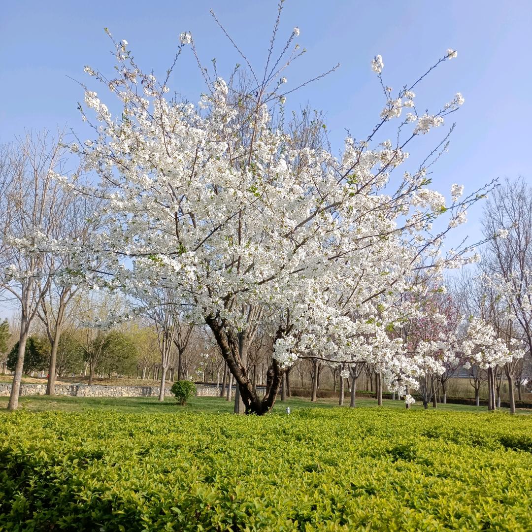 默君问竹
