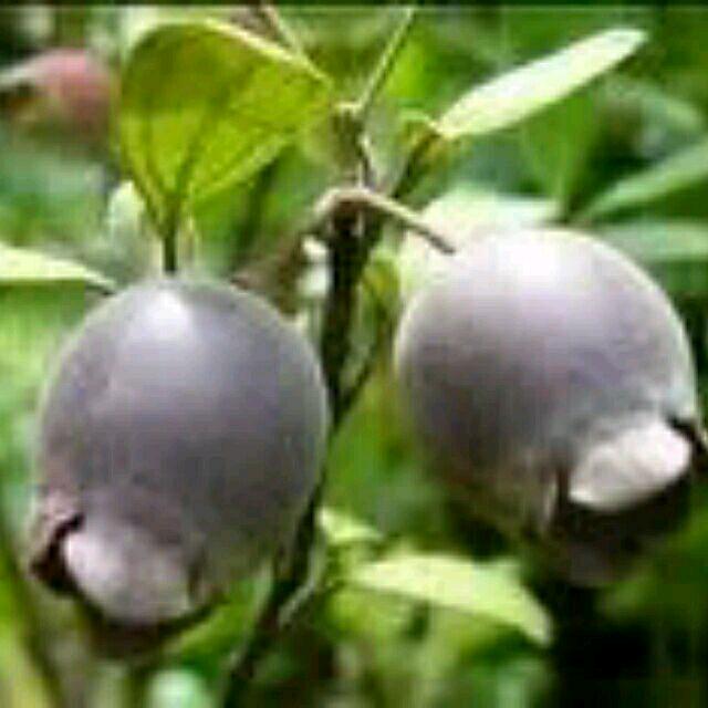 梦缘