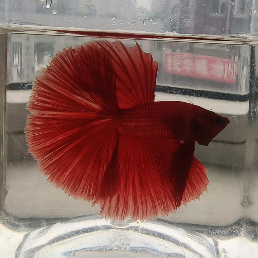 尘沦
