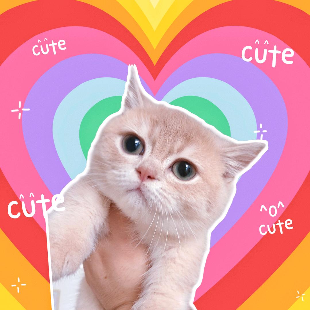♥福豆是只曼基康♥