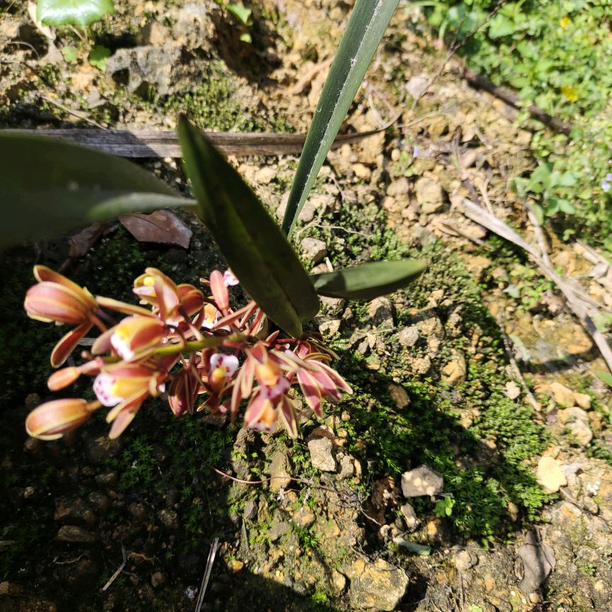 情哥哥，每天晚上8点开播