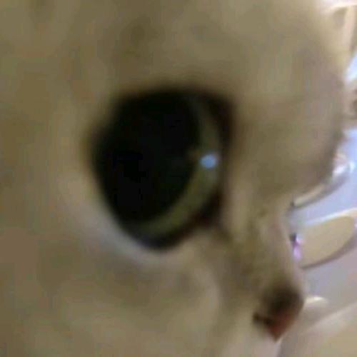 枭雄猫me
