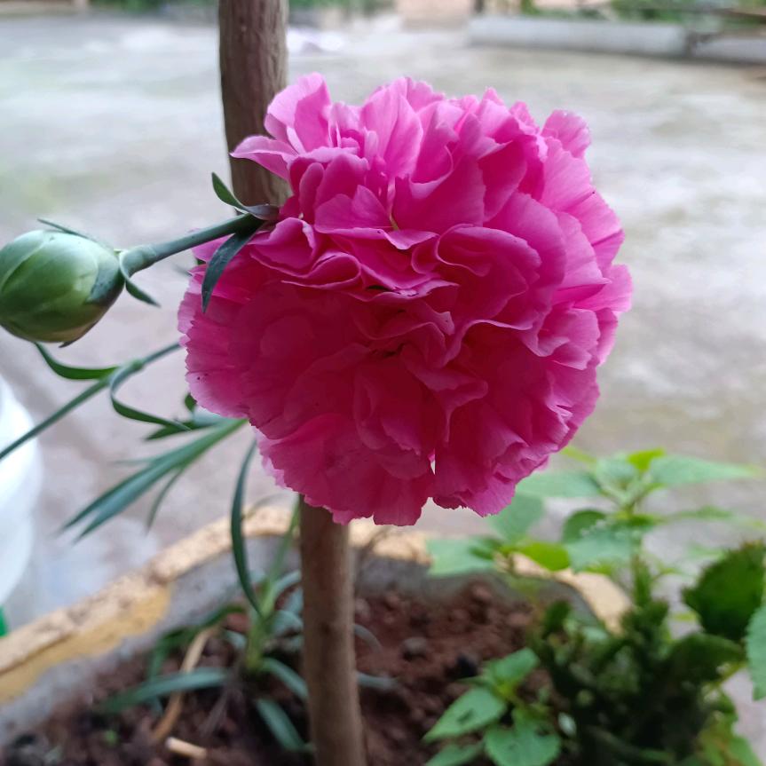 林丹雨倩