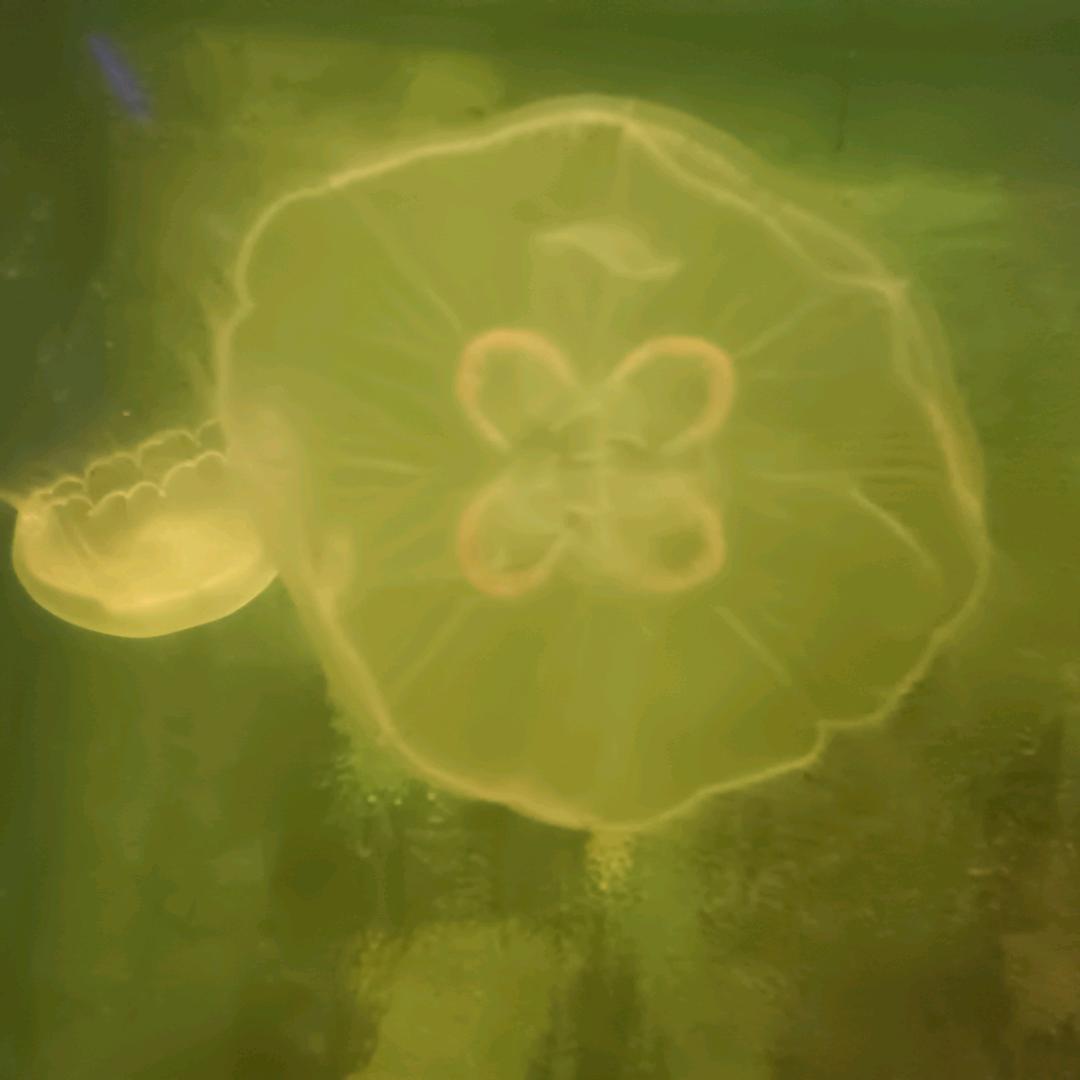 活着证明还有价值