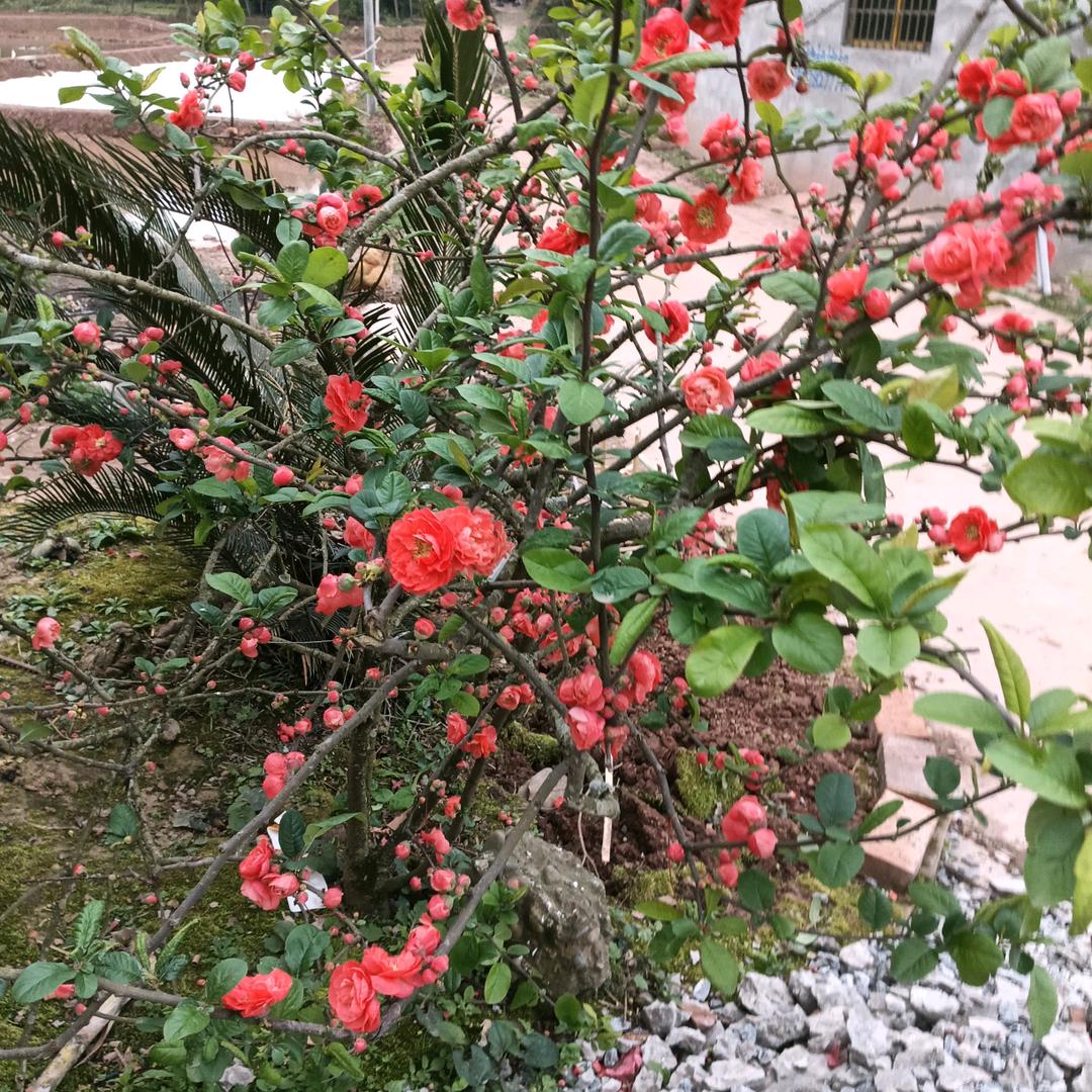 杨姐聊天直播（农村特产）