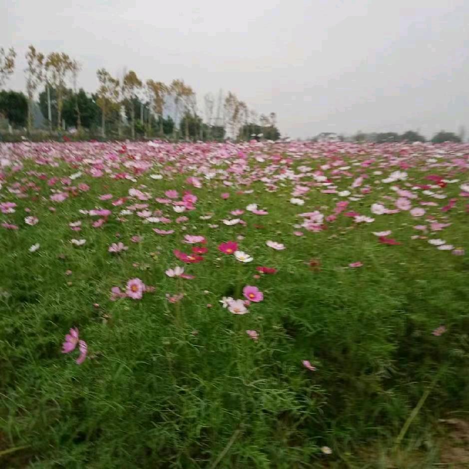 向阳花
