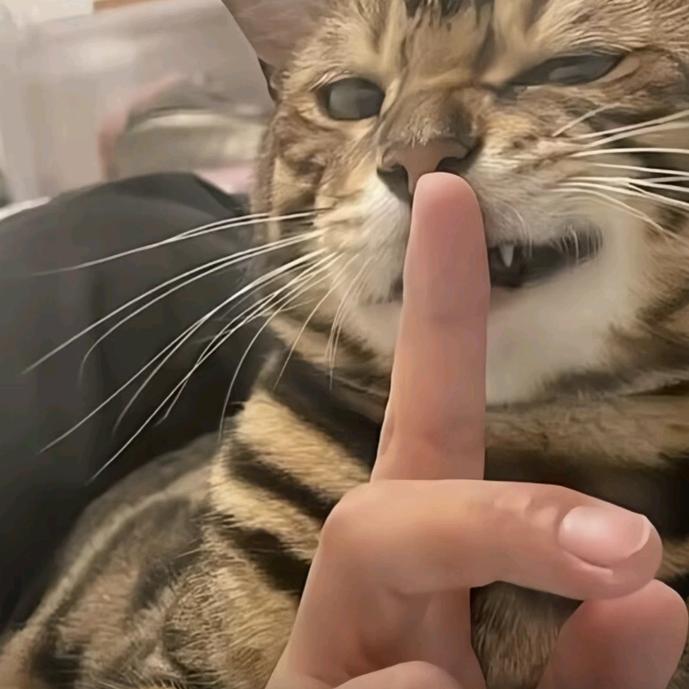 sr鱼禾