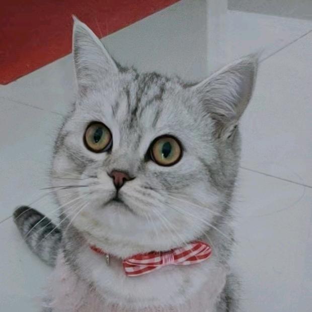 小🌻🐰草🐱