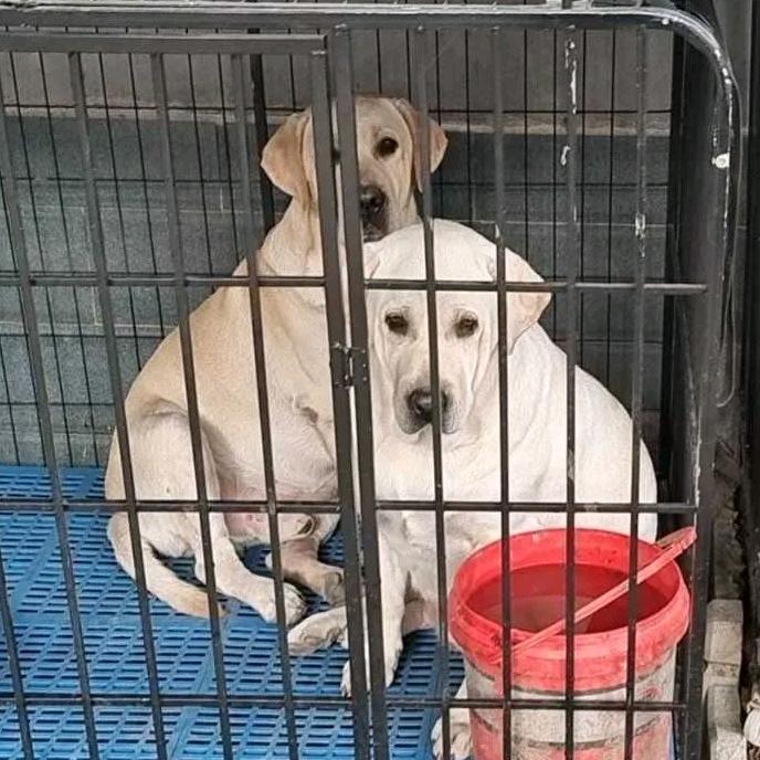 【拉布拉多犬】