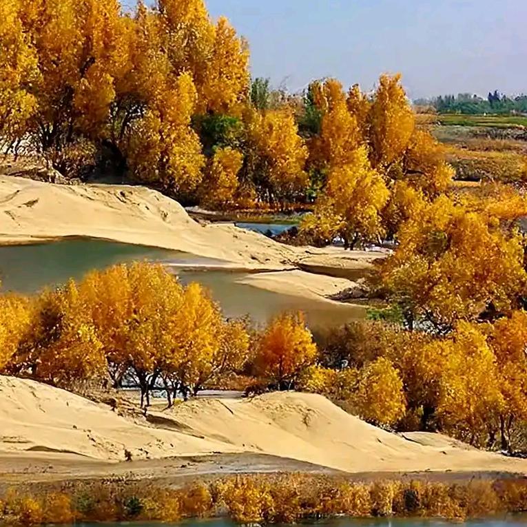 杨胡