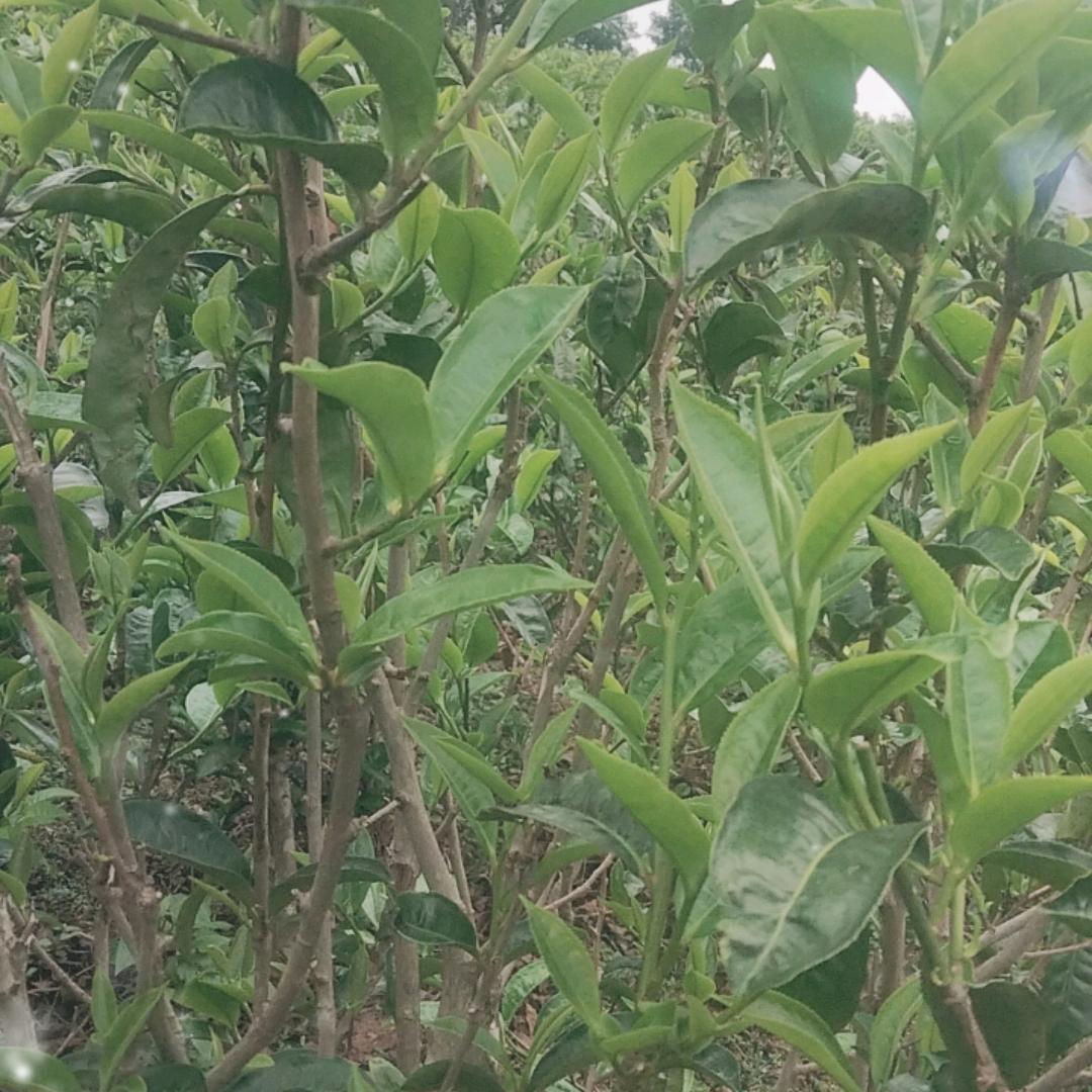 错过的风景