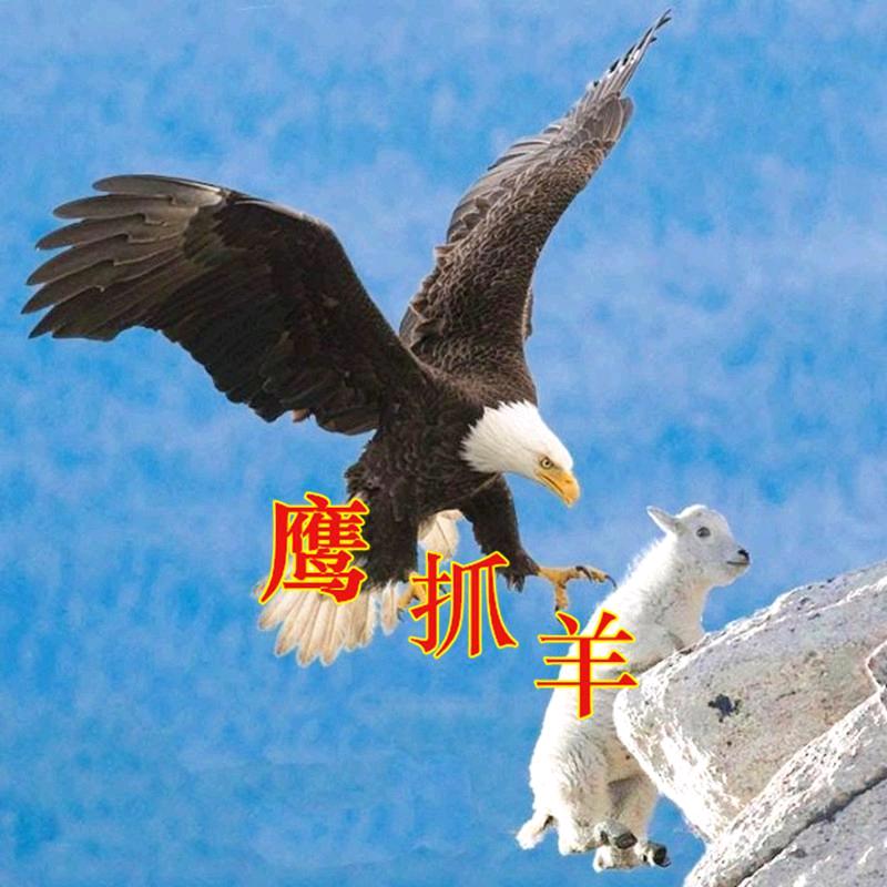 老鹰爱吃肉