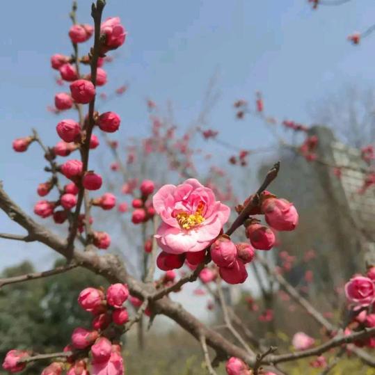 张少H