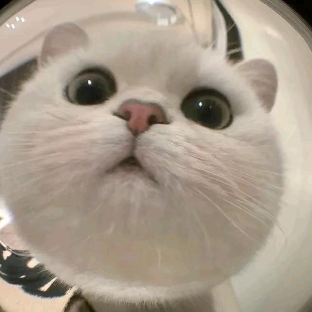 冬冬猫大王