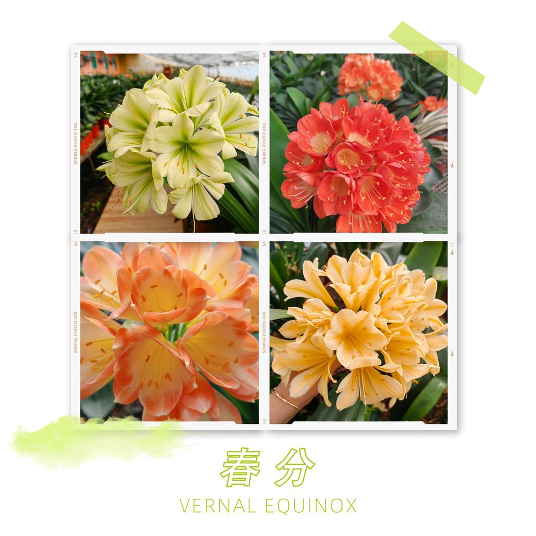 四平辽河农垦管理区静茹花卉店3