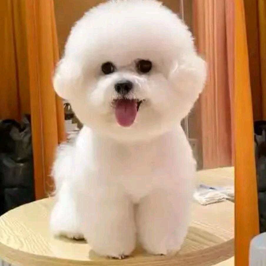 🐶小娜萌宠🐶