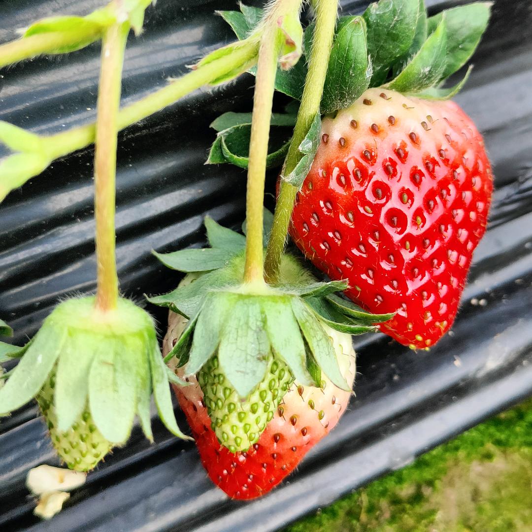 安陆草莓西施