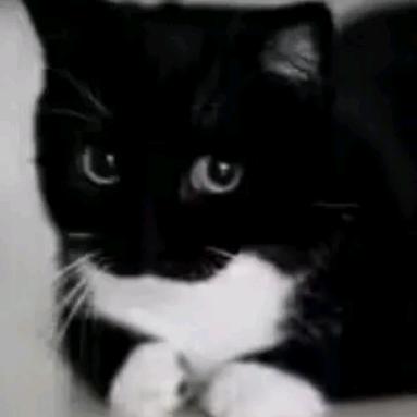 白糖馅儿黑芝麻馒头