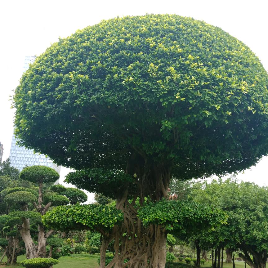 等待黎明