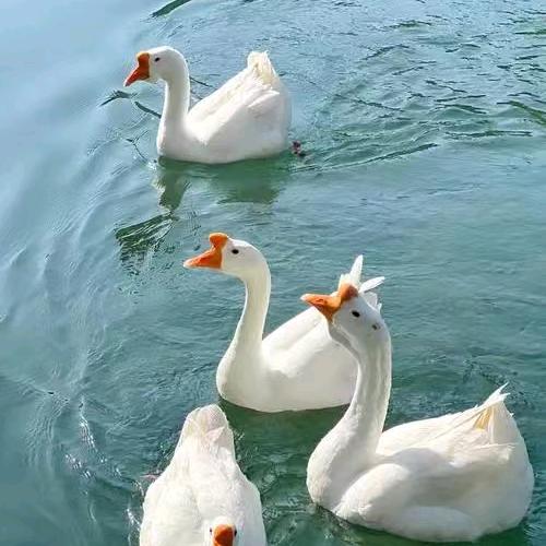 刘航技术服务部