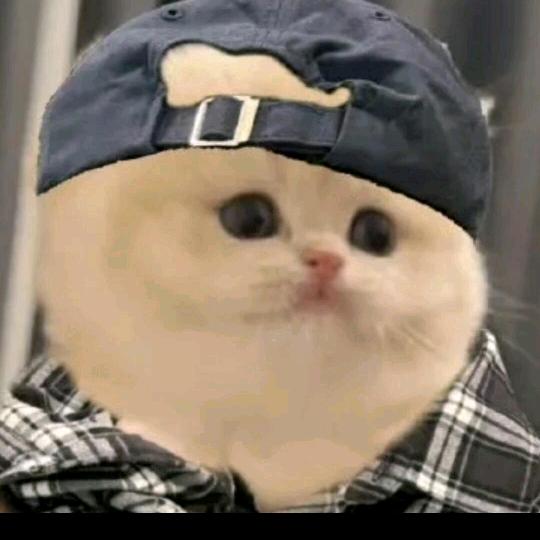 没脑干的派大星