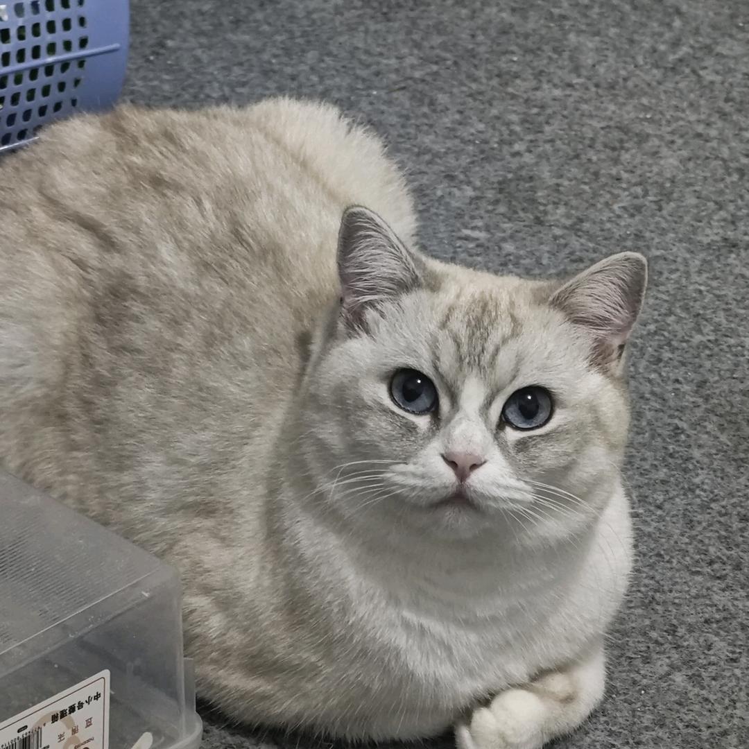 爱掏猫咪小裤裆【努力涨粉版】