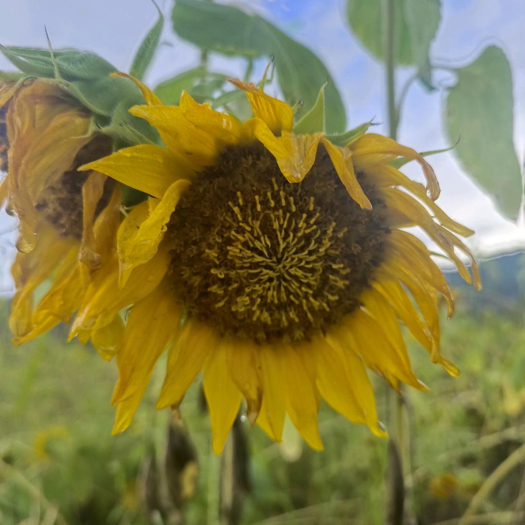 云阳～上喜(倩姐）