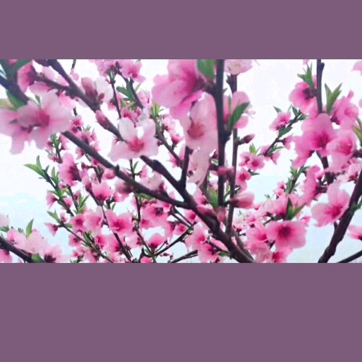 幺妹🍒🍒🍒