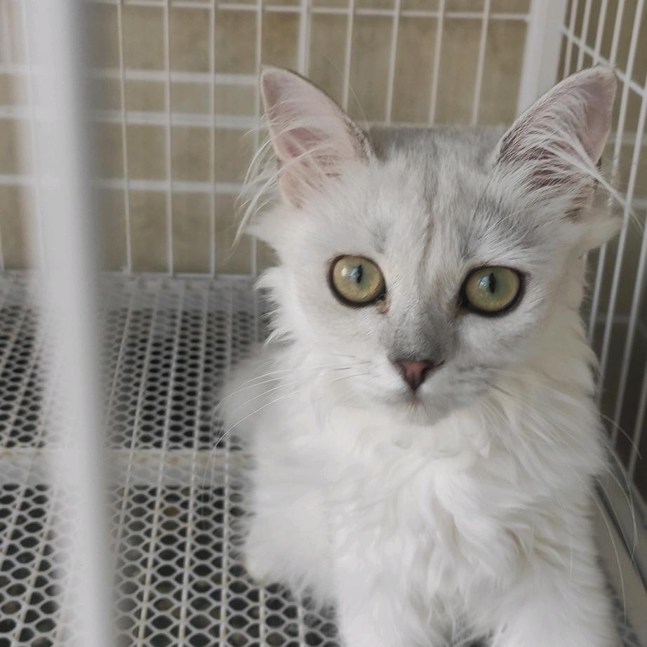 小猫咪🐱
