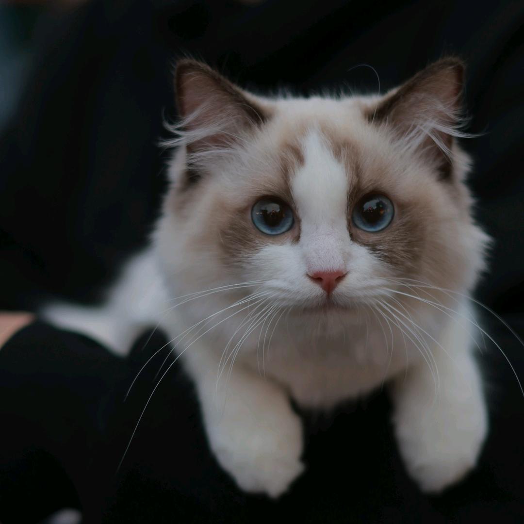 猫饼(摄影爱好者版)