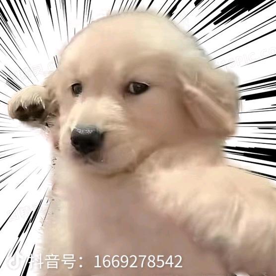 我不是cc