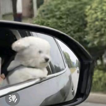 汪汪联盟