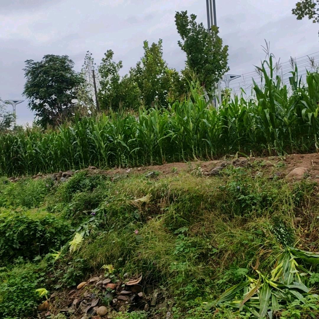 一生平安🍀🍀🍀🍀🍀🍀🍀🍀