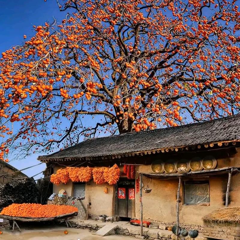 寻道大千—茴香