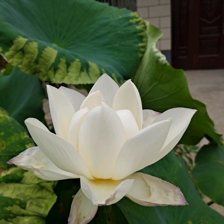 奔跑的牛牛
