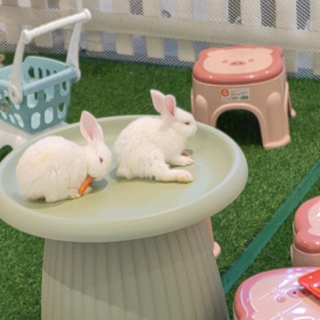 小鸟下水