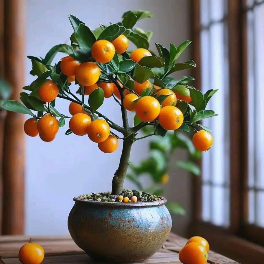 花音谷维璐果树苗木专卖店