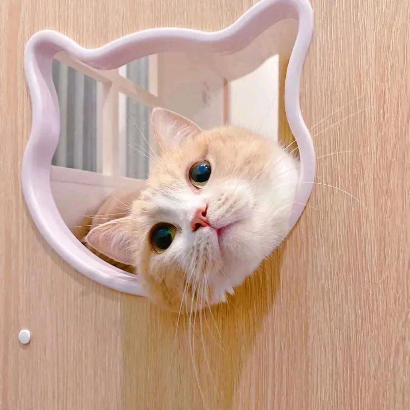 耳朵先撒了谎૮ ººა