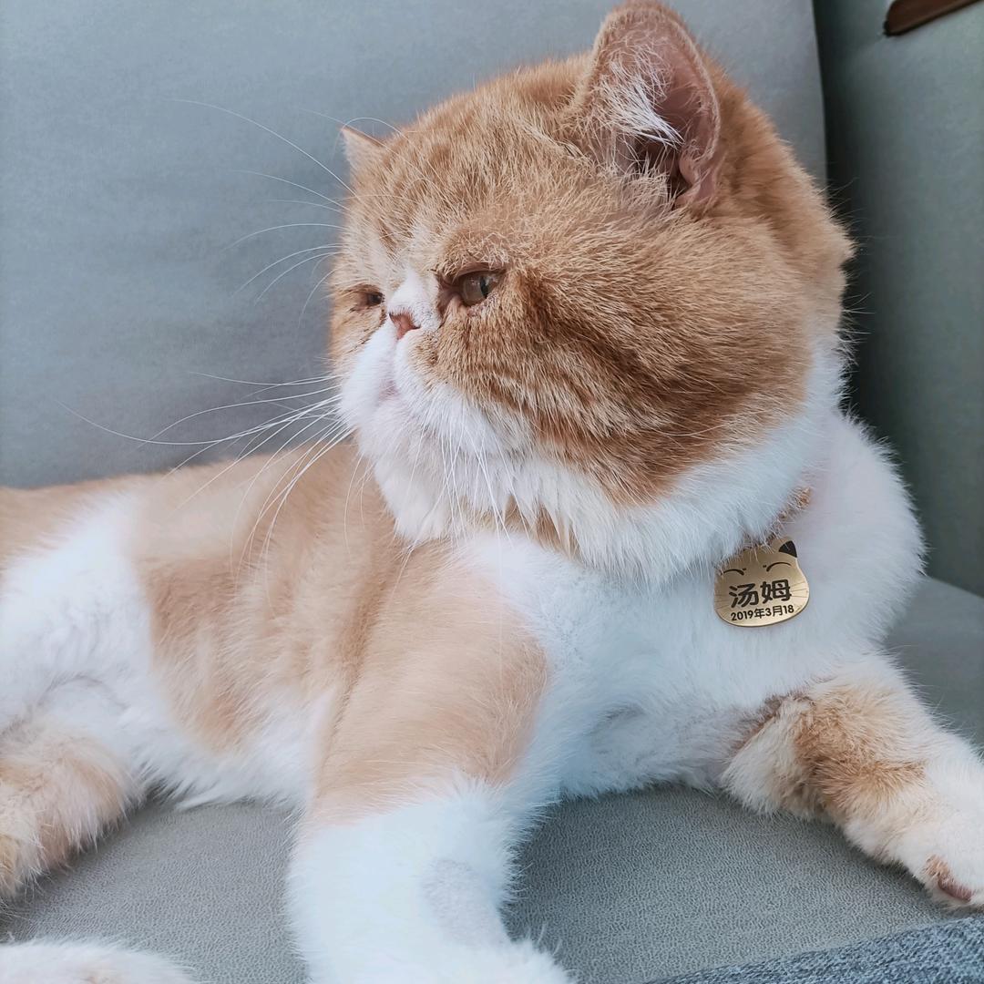 汤姆猫🐱与毛豆🐩日常